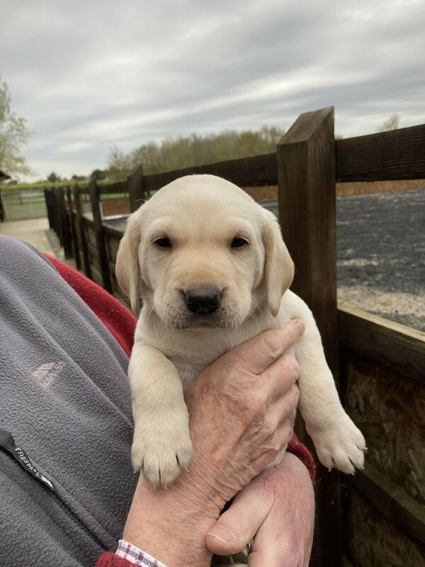 KC Registered Labrador Puppies For Sale in Colchester, Essex