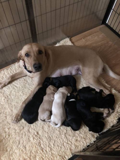 KC Registered Labrador Puppies for sale in Gauldry, Fife - Image 9