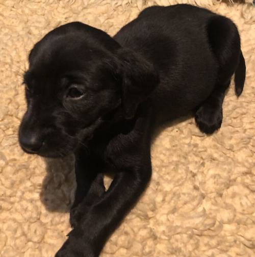 KC Registered Labrador Puppies for sale in Gauldry, Fife - Image 2