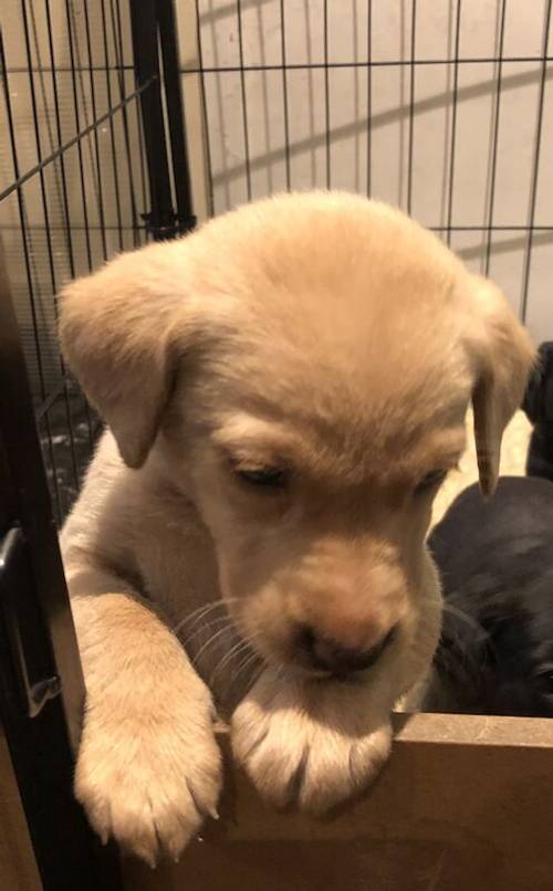 KC Registered Labrador Puppies for sale in Gauldry, Fife - Image 8