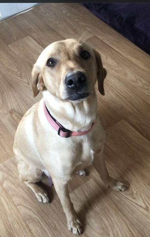 KC Registered Labrador Puppies for sale in Gauldry, Fife - Image 6