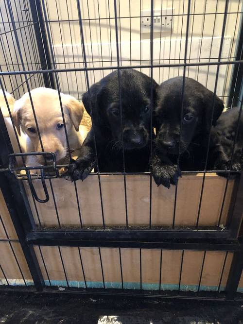 KC Registered Labrador Puppies for sale in Gauldry, Fife - Image 5