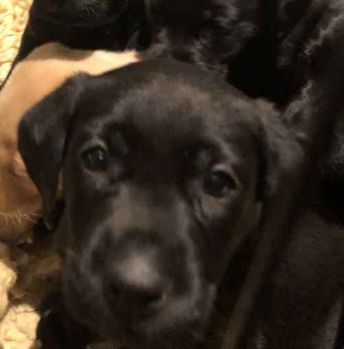 KC Registered Labrador Puppies for sale in Gauldry, Fife