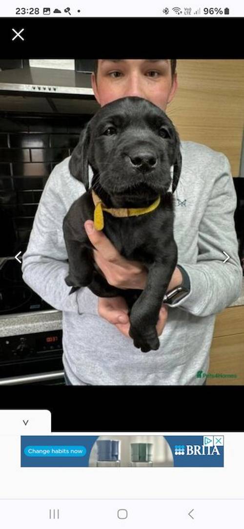 KC Registered Labrador puppies for sale in Penrith, Cumbria - Image 3