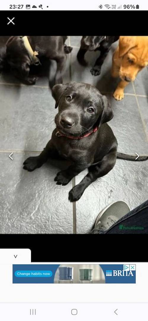 KC Registered Labrador puppies for sale in Penrith, Cumbria - Image 4