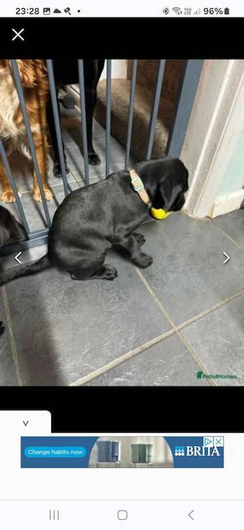 KC Registered Labrador puppies for sale in Penrith, Cumbria - Image 5