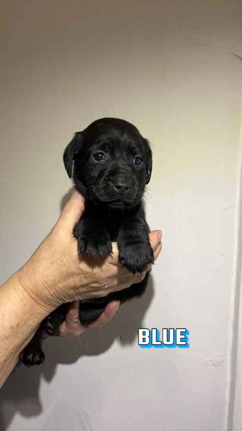 KC REGISTERED Labrador Puppies for sale in Hereford, herefordshire