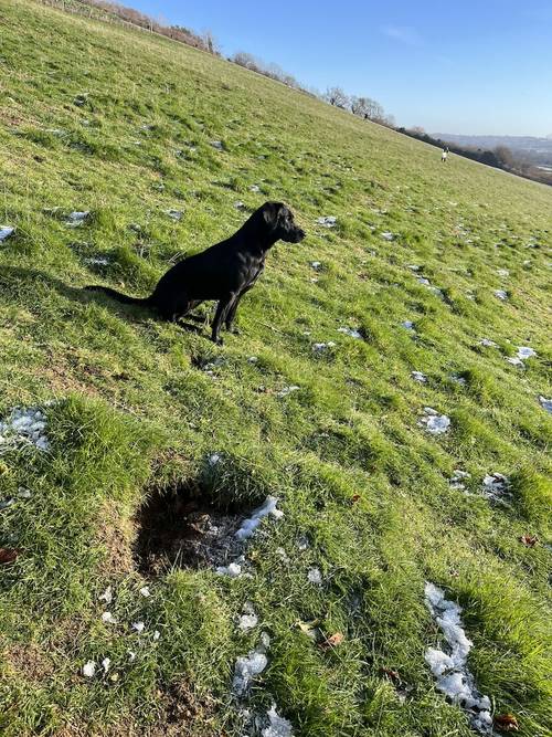 KC REGISTERED Labrador Puppies for sale in Hereford, herefordshire - Image 8