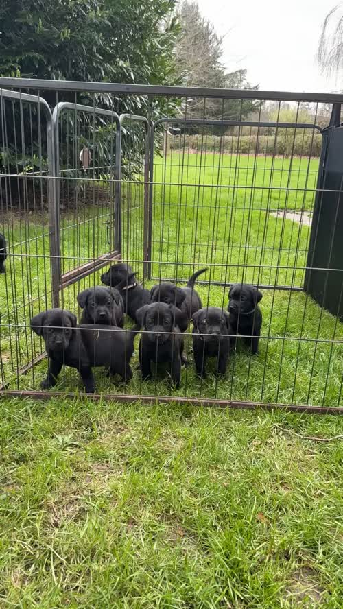 KC REGISTERED Labrador Puppies for sale in Hereford, herefordshire