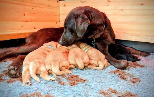 KC Registered Labrador Puppies for sale in Doncaster, South Yorkshire