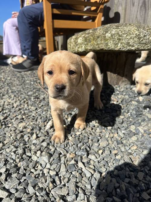 KC Registered Labrador Puppies for sale in Bude, Cornwall - Image 1