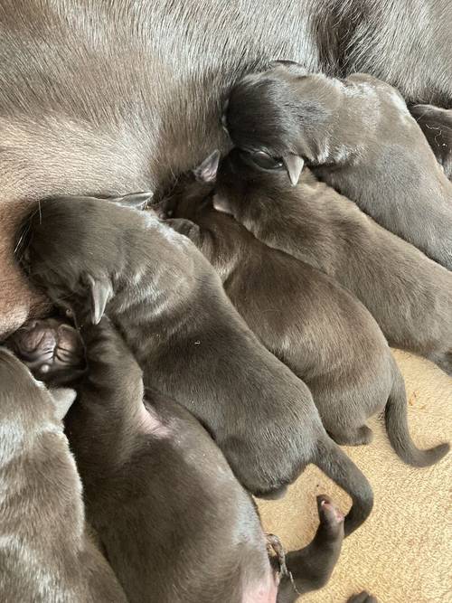 KC Registered Labrador puppies for sale in Hastings, East Sussex - Image 4