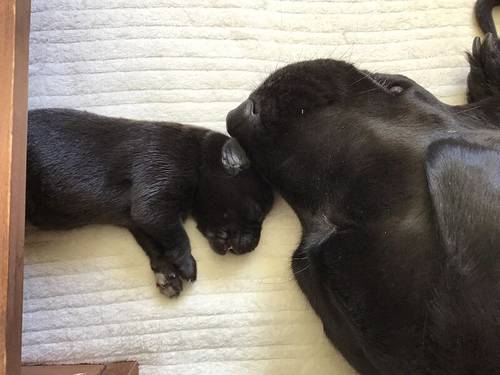 KC Registered Labrador puppies for sale in Hastings, East Sussex - Image 7