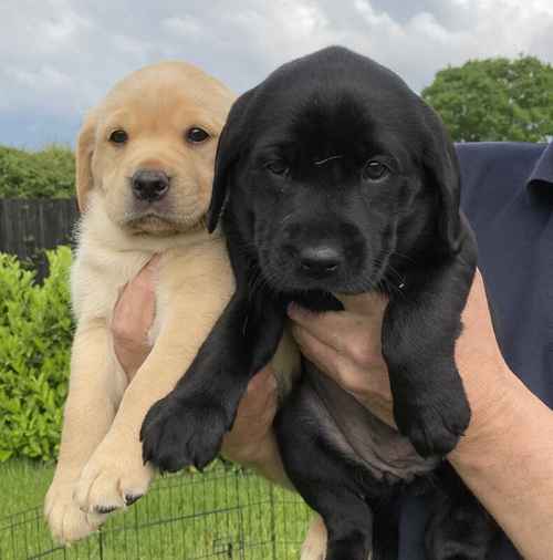 Ready to go KC registered Labrador puppies for sale in Doncaster, South Yorkshire