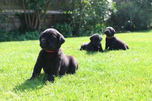 KC Registered Labrador Puppies for sale in Helmsley, North Yorkshire