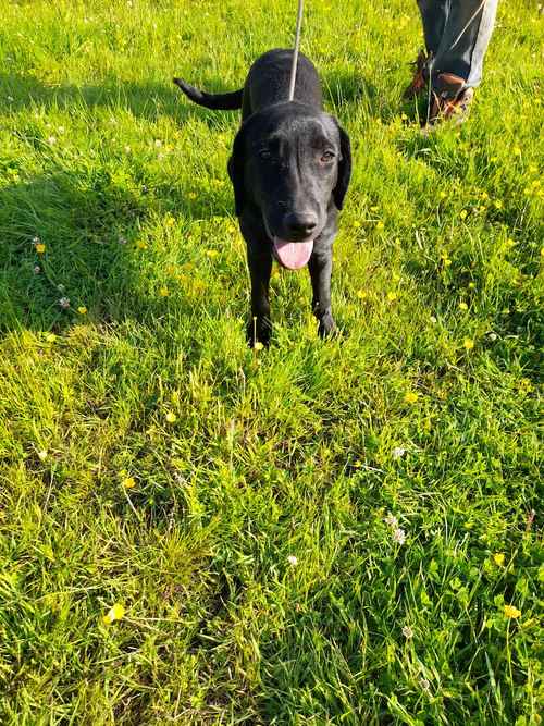 KC Registered labrador puppies for sale in Pershore, Worcestershire