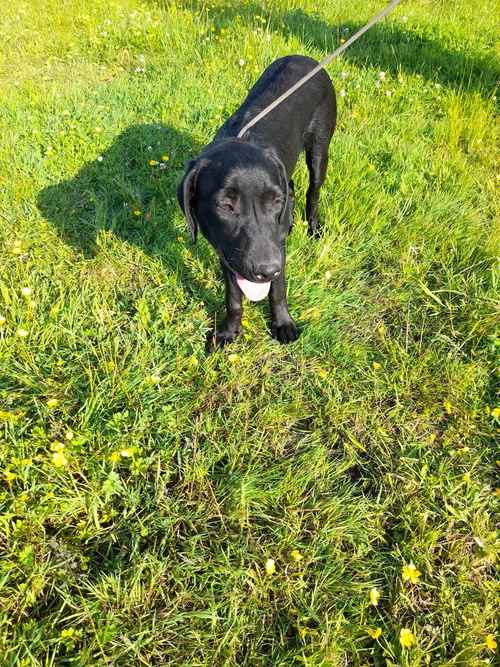 KC Registered labrador puppies for sale in Pershore, Worcestershire