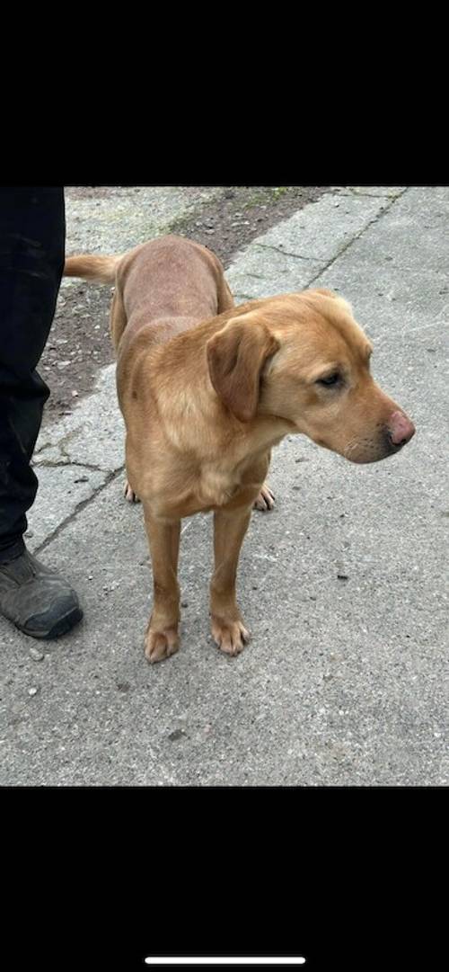 KC Registered Labrador Puppies for sale in Roslin, Midlothian - Image 13