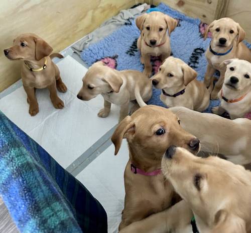 KC Registered Labrador Puppies for sale in Roslin, Midlothian - Image 1