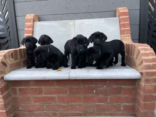 KC Registered Labrador puppies for sale in Hastings, East Sussex