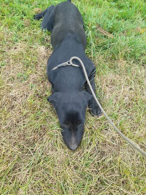 KC Registered labrador puppies for sale in Pershore, Worcestershire - Image 4