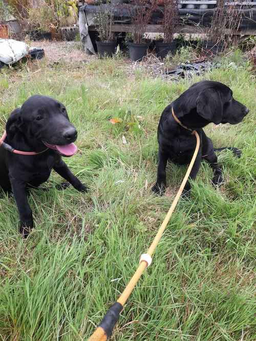 K.C Registered Labrador puppies for sale in Worcestershire