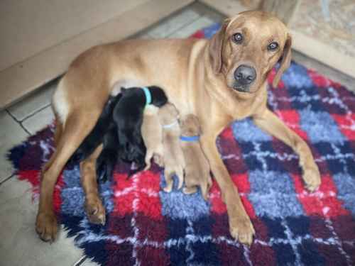 KC registered Labrador puppies for sale in Beaminster, Dorset