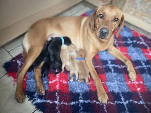 Dorset KC registered Labrador puppies for sale in Beaminster, Dorset - Image 1