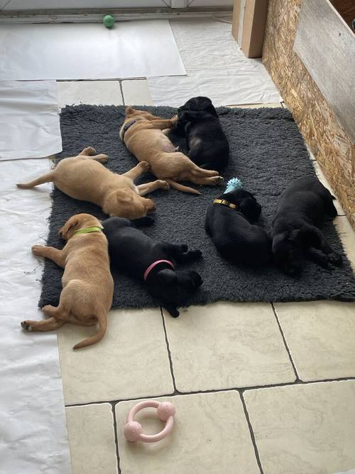 Dorset KC registered Labrador puppies for sale in Beaminster, Dorset - Image 2