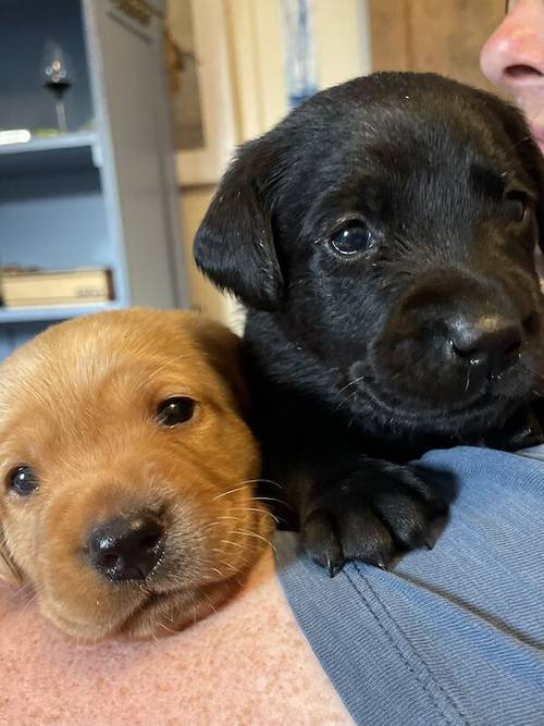 Dorset KC registered Labrador puppies for sale in Beaminster, Dorset - Image 3