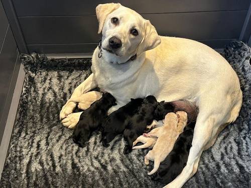 KC REGISTERED LABRADOR PUPPIES for sale in DY12 1TD - Image 1