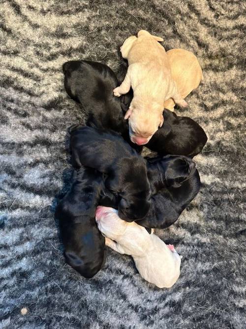 KC REGISTERED LABRADOR PUPPIES for sale in DY12 1TD - Image 2