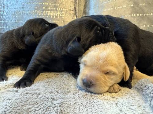 KC REGISTERED LABRADOR PUPPIES for sale in DY12 1TD - Image 3