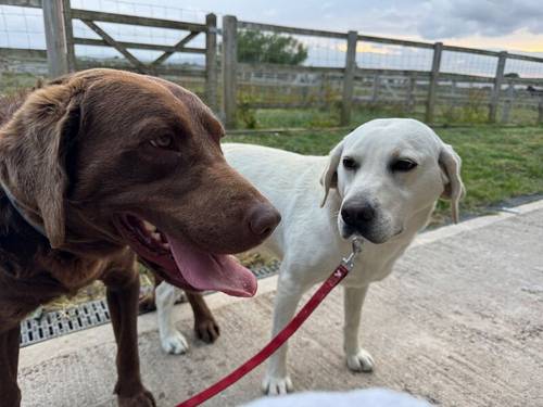 KC REGISTERED LABRADOR PUPPIES for sale in DY12 1TD - Image 4