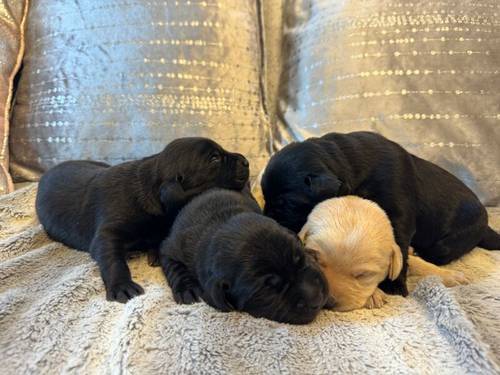 KC REGISTERED LABRADOR PUPPIES for sale in DY12 1TD - Image 5