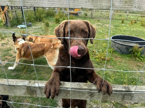 KC REGISTERED LABRADOR PUPPIES for sale in DY12 1TD - Image 6