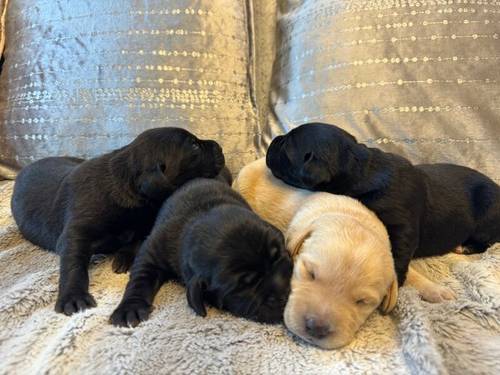 KC REGISTERED LABRADOR PUPPIES for sale in DY12 1TD - Image 7