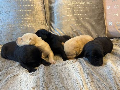 KC REGISTERED LABRADOR PUPPIES for sale in DY12 1TD - Image 8