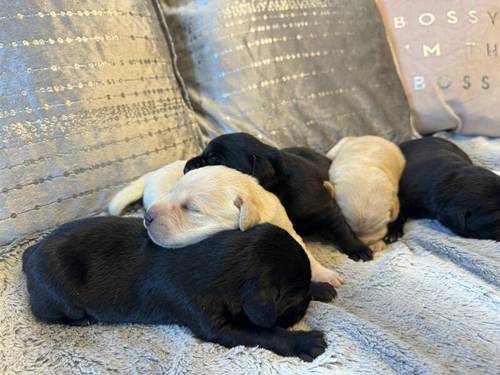 KC REGISTERED LABRADOR PUPPIES for sale in DY12 1TD - Image 9