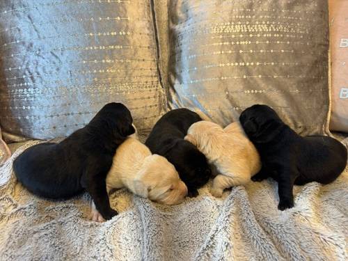 KC REGISTERED LABRADOR PUPPIES for sale in DY12 1TD - Image 10