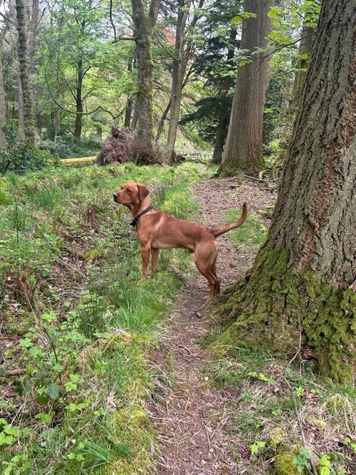 KC Registered Labrador Puppies for sale in Dunblane, Stirling - Image 14