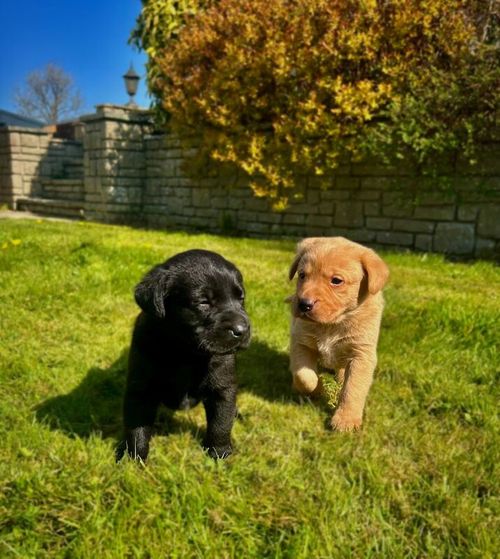 KC Registered Labrador Puppies for sale in Carmarthen / Caerfyrddin, Dyfed