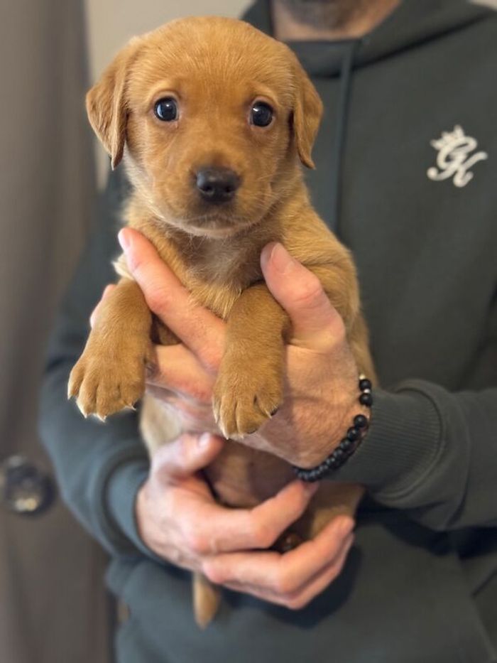 Labrador Retriever puppies for sale in Cambridgeshire – KC registered, 5 weeks old