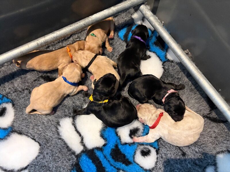 KC REGISTERED LABRADOR PUPPIES 