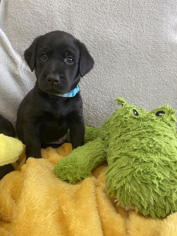 Kc puppy store finder