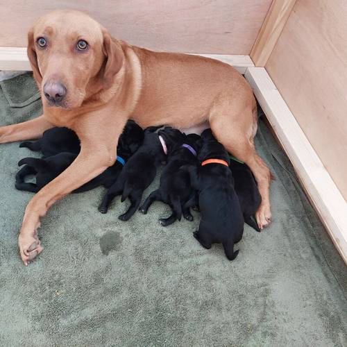 KC Registered Black Labrador Puppies, Now all reserved. for sale in Winsford, Cheshire - Image 5