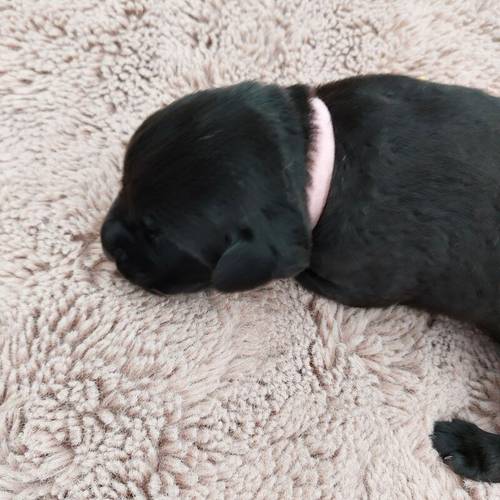 KC Registered Black Labrador Puppies, Now all reserved. for sale in Winsford, Cheshire - Image 7