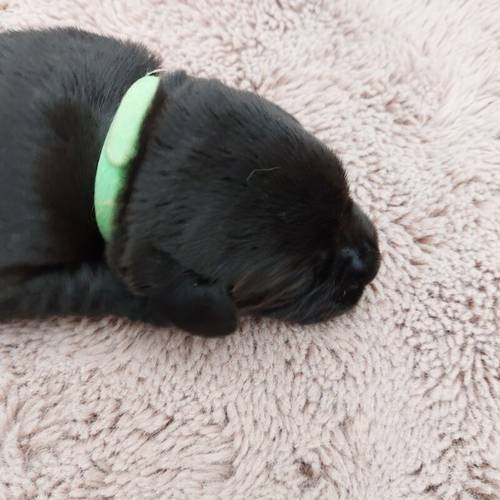 KC Registered Black Labrador Puppies, Now all reserved. for sale in Winsford, Cheshire - Image 10