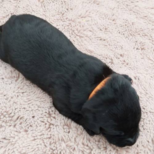 KC Registered Black Labrador Puppies, Now all reserved. for sale in Winsford, Cheshire - Image 12