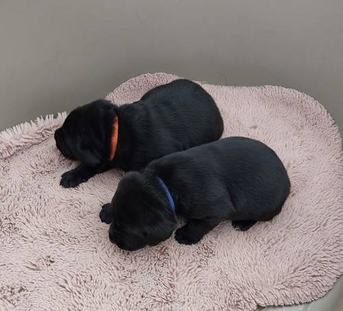 KC Registered Black Labrador Puppies, Now all reserved. for sale in Winsford, Cheshire - Image 15